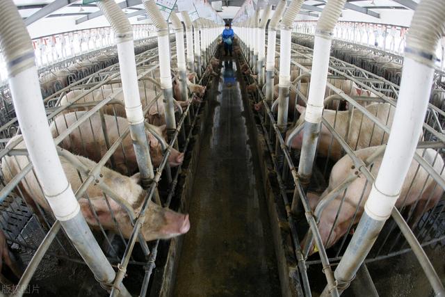 农业农村部：2021年生猪头均利润564元！养猪户为何抱怨亏损？