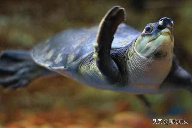 新手饲养猪鼻龟，请先了解它们这几个特点！