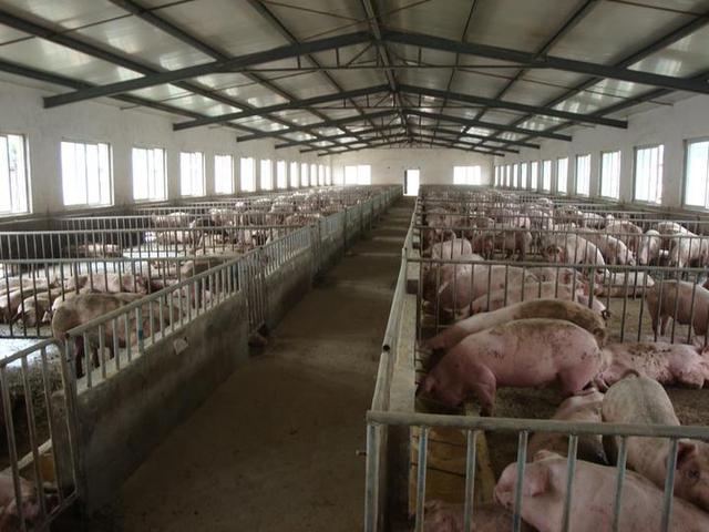 六横有了现代化生态有机标准养猪场 年出栏量达2万头