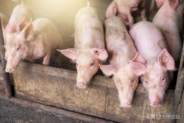 猪肉价格上涨！2023年养猪能挣钱吗？养几头猪一年能挣10万？