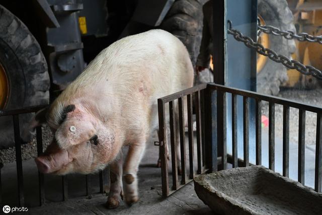 小苏打在养猪上好处多，具体作用和用法你知道吗？