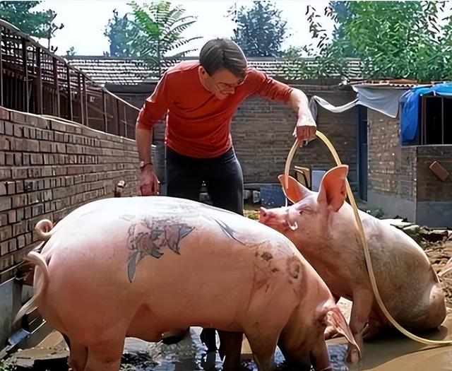 外籍男子在中国开养猪厂，每头猪售价高达15万，还都拥有特殊纹身