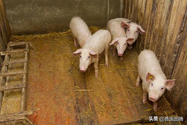 小猪从出生到出栏，完整的操作流程，养猪人值得收藏