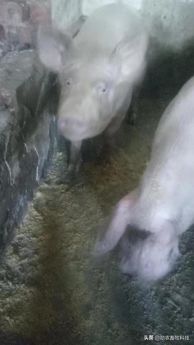 百色平果市这个猪场运用自制发酵中草药效果好，养殖信心倍增