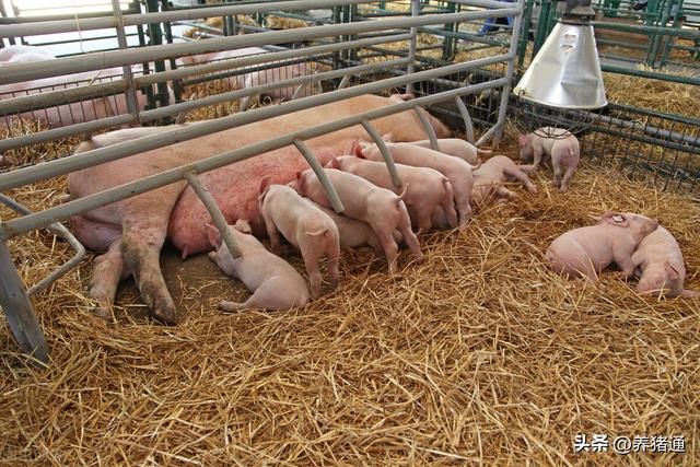 猪老板共同关注的话题：怎样经营管理好自己的猪场？