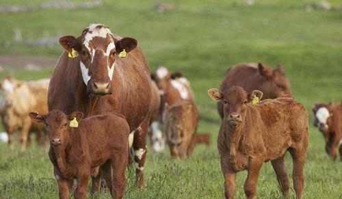 养牛比养猪更赚钱，为什么农民不愿意养？