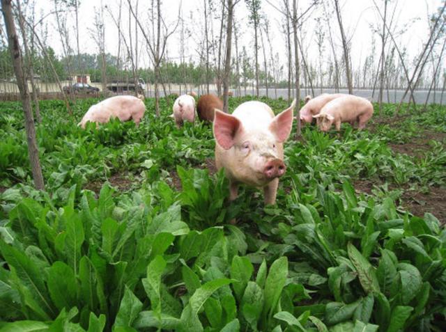 开启“养猪+种草”新模式，节约养殖成本，还能净化环境！