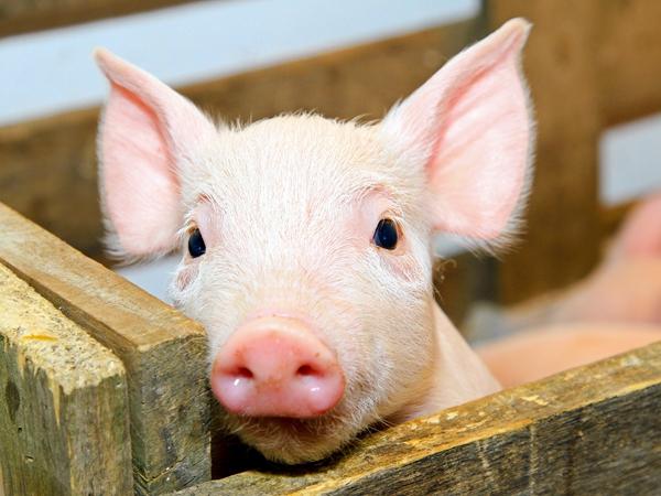 全国26省生猪排名！湖南、河南、广东等15省年出栏超千万头