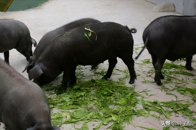 肥猪草，又叫苦荬菜，喂猪增重快，疾病少，春、夏季皆可种植
