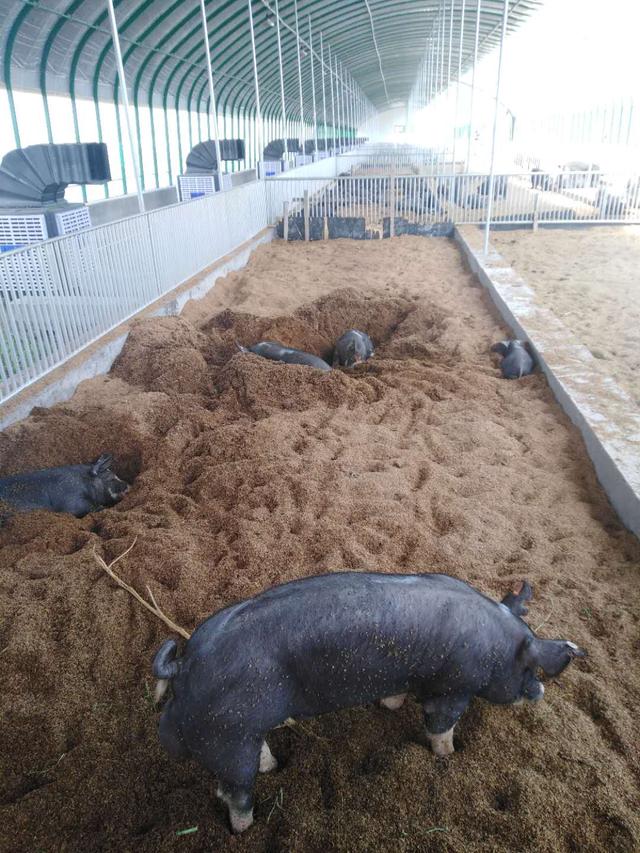 走进猪场：探索发酵床养猪始末，是否适合大面积推广？
