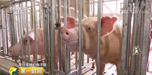 养一头猪亏400元，养猪厂厂长寝食难安，持续下跌或至2020年
