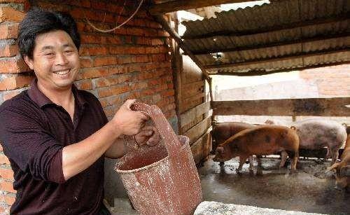 农民请注意，农民这种养猪方式已被禁止，部分地区举报有奖！