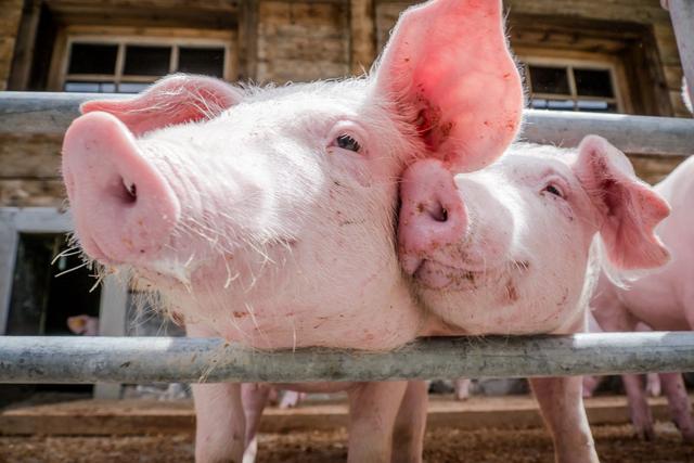如何让猪肉更美味？日本科学家用酒糟喂猪，表示猪越放松肉越香