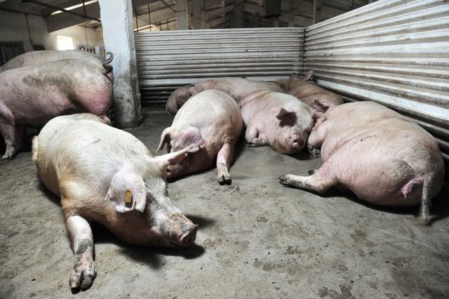 养猪三大难题，不让养、不能养、不敢养，2020年将得到解决？