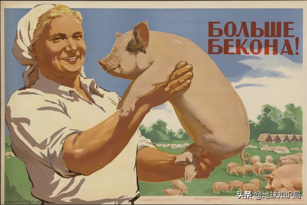 苏联如何实现人人吃得上猪肉？地球知识局