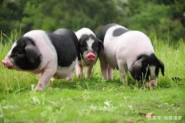 八十年代，农民最好的致富项目就是养猪。