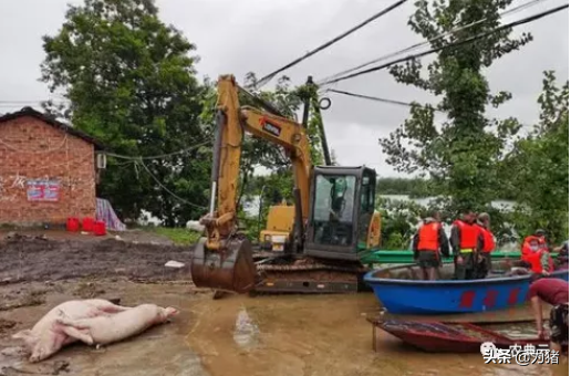 洪灾导致上万头猪场被淹！8月份猪价还会涨？