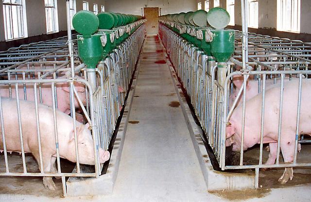 建一个5000头规模的猪场大概需要多少钱呢？