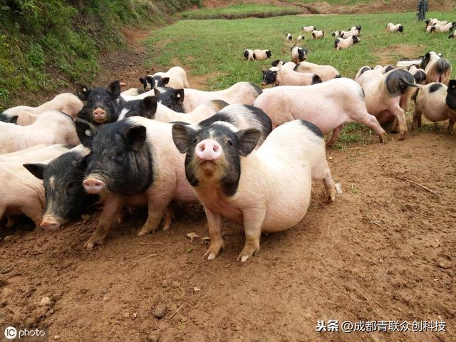 香猪是什么品种？养殖香猪应具备哪些条件？