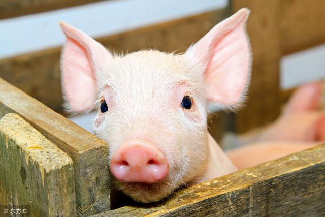 猪的生物学特征及在生产中的应用
