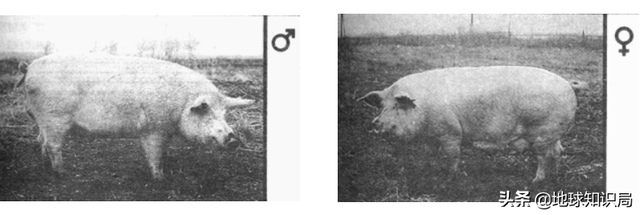苏联如何实现人人吃得上猪肉？地球知识局