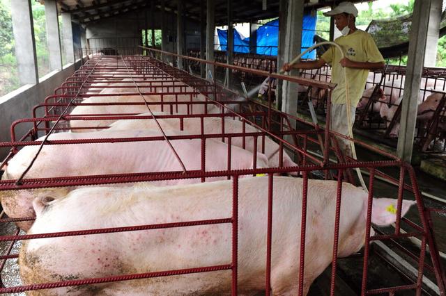 养猪不挣钱，农民想出奇招喂猪，猪肉1斤卖300元会不会有人买