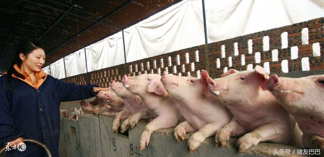 农村小型猪场要赚钱，科学养猪很关键，分享一些实用养猪技术！