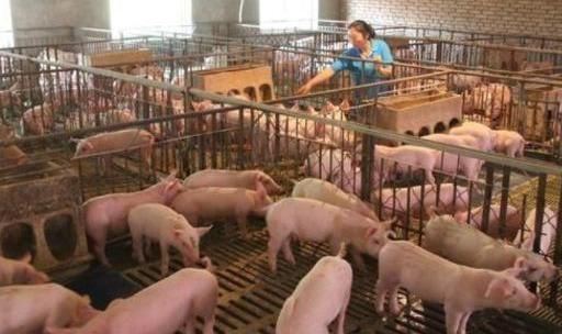 开一个“500头的养猪场”需要投资多少钱？说出来你可能不相信
