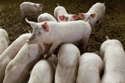 如何做好养猪场保温措施，要选择什么保温设备，有哪些实用技巧？