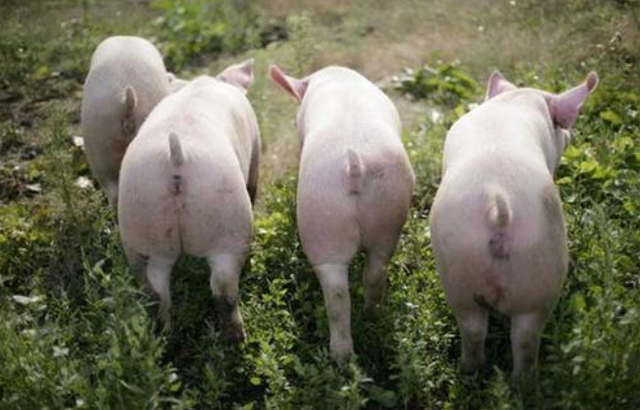 解析生态养猪新模式，养猪户致富新思路