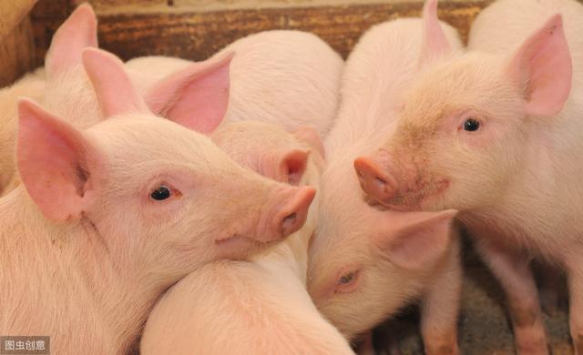 小苏打在养猪上好处多，具体作用和用法你知道吗？