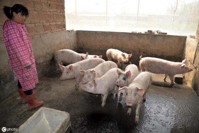 政策支持，猪价高涨，只要养猪就能发财？专家：请警惕这2大风险