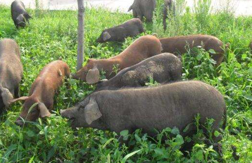 解析生态养猪新模式，养猪户致富新思路
