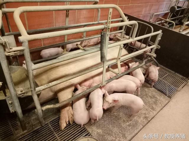 中国猪场见得多了，德国人的养猪场什么样，带你去看看！