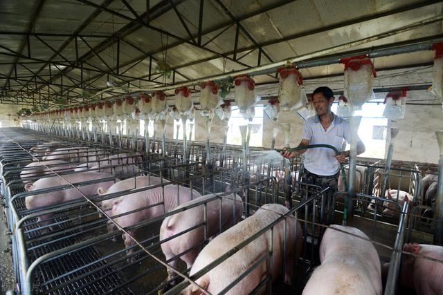 农业农村部：2021年生猪头均利润564元！养猪户为何抱怨亏损？