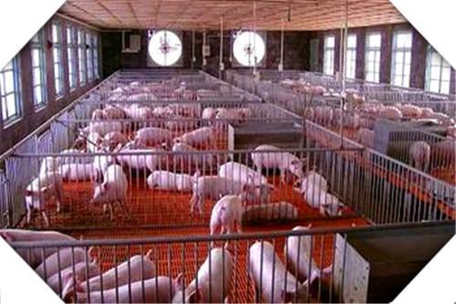 目前看来，养猪是趋势，只养50头需要哪些条件？帮你分析