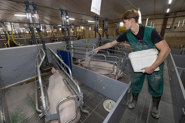 「猪场参观」荷兰20岁的猪二代，与4名工人管理1800头母猪，PSY35