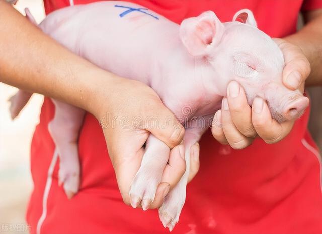 规模养猪怎样综合防病?