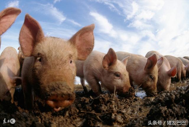 大棚养猪不一样的养猪新模式，或将颠覆传统养猪业！