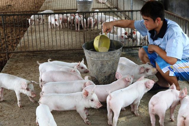 养猪不可不学的8个饲料配方，省粮食，育肥快