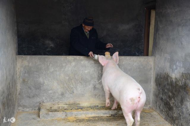 作为一个农村小散到底怎样把猪养好？