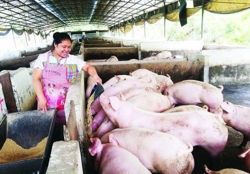 农民请注意，农民这种养猪方式已被禁止，部分地区举报有奖！