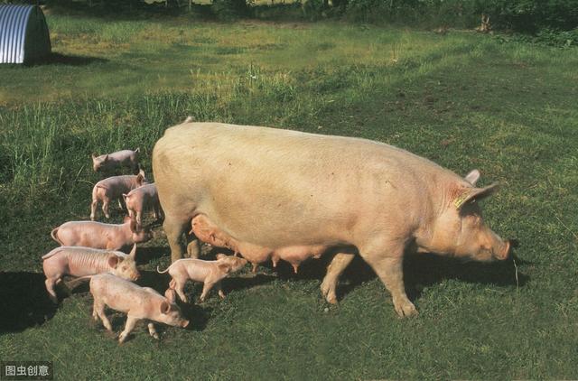 100头母猪养猪场的设计方案（仅供参考）