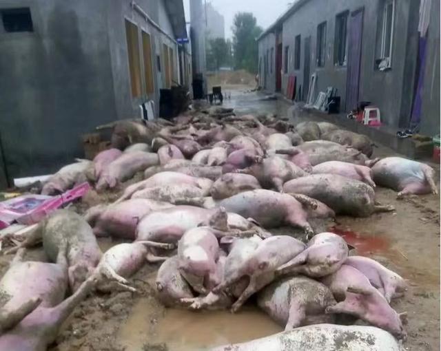 养猪业走向：6大天灾人祸，散养户被清退，农村养猪将成为历史？