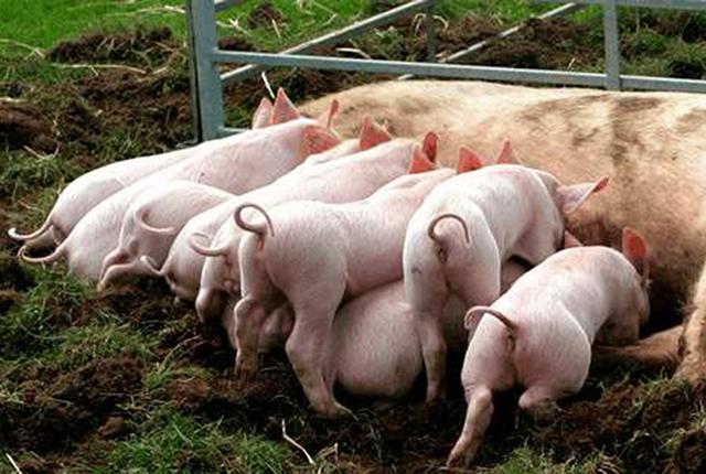 养猪场里属它活的久，最长活10年，幸福指数最高，还能住空调房