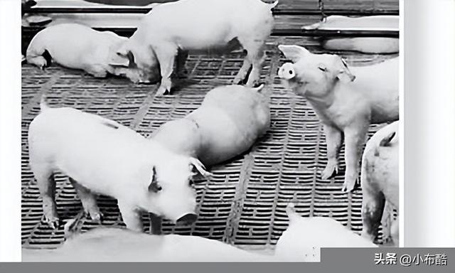 成功的桐乡养猪场：三人养一万头猪，不臭又挣钱