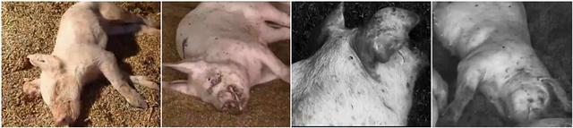 发酵床养猪，猪却不在床上，原来农民将猪养在这个地方！