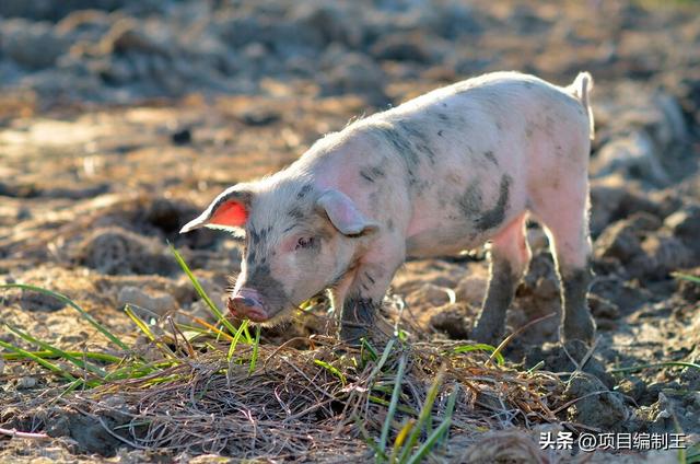 生猪标准化规模养殖场项目可行性研究报告