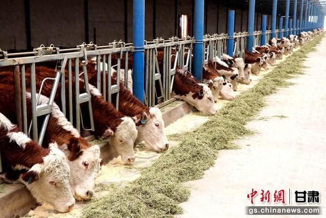 甘肃民勤：养殖走上机械化 提档升级效益“牛”