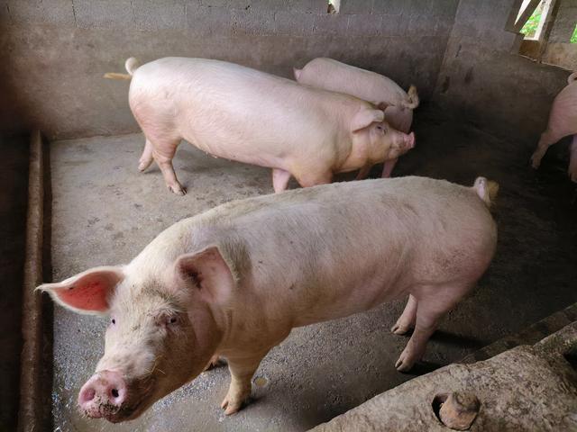 猪价低迷期，中小型猪场如何养低成本好猪？